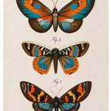 Vintage Moth Flour Sack Tea Towel