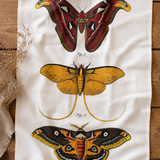 Vintage Moth Flour Sack Tea Towel