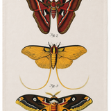 Vintage Moth Flour Sack Tea Towel