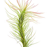 Tillandsia Funckiana