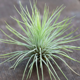 Tillandsia Andreana