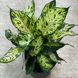 6" Dieffenbachia Sublime