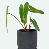 Paul Pot And Saucer - 4 Colors
