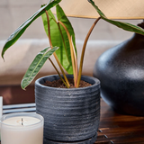Paul Pot And Saucer - 4 Colors