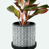 Balter Ceramic Pot And Saucer Set - 5 Colors