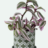 Balter Ceramic Pot And Saucer Set - 5 Colors