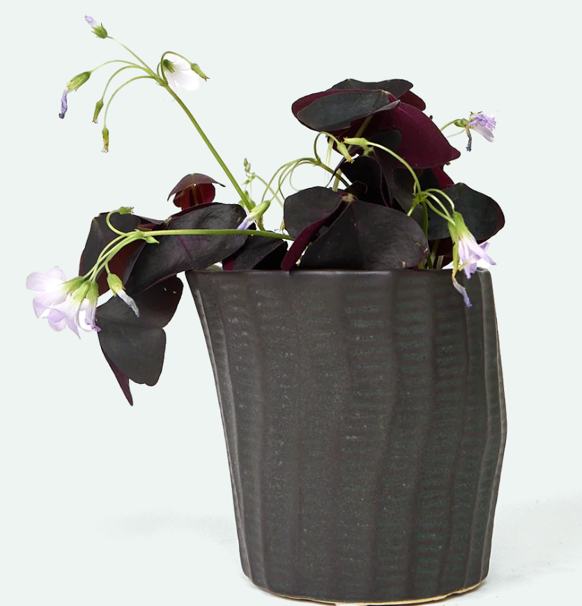 Katakana Ceramic Pot Planter - 5 Colors