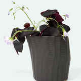 Katakana Ceramic Pot Planter - 5 Colors