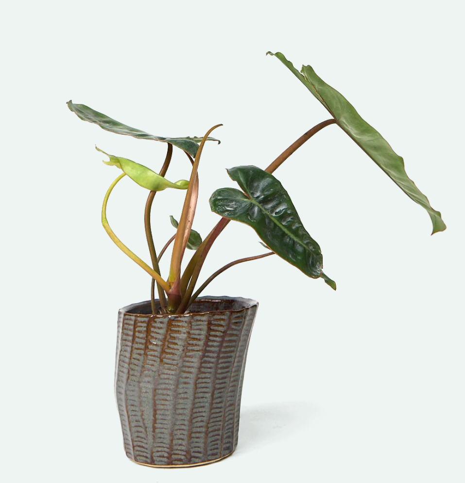 Katakana Ceramic Pot Planter - 5 Colors