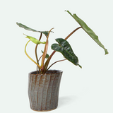 Katakana Ceramic Pot Planter - 5 Colors