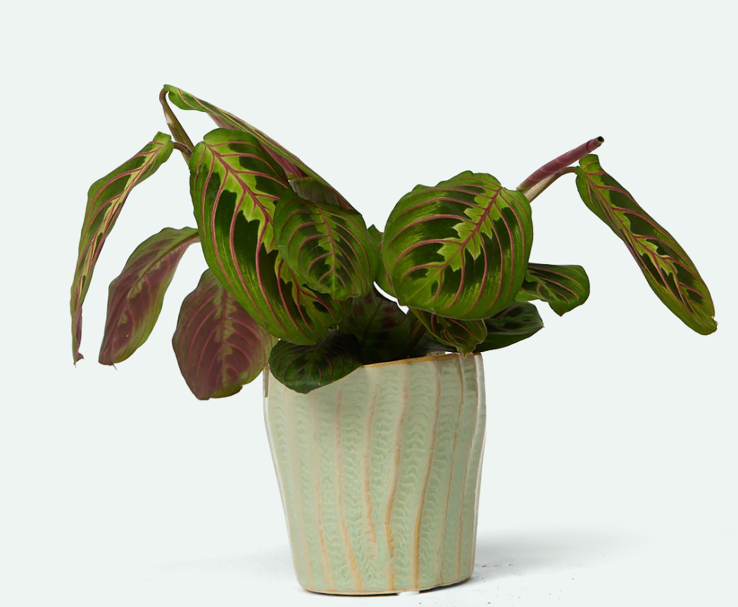 Katakana Ceramic Pot Planter - 5 Colors