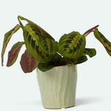 Katakana Ceramic Pot Planter - 5 Colors