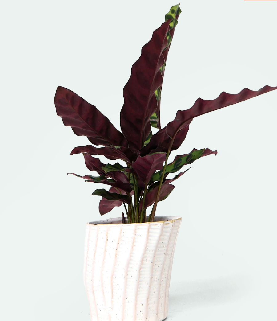 Katakana Ceramic Pot Planter - 5 Colors