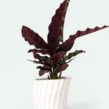 Katakana Ceramic Pot Planter - 5 Colors