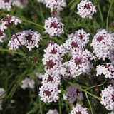 4" Verbena lilacina 'Paseo Rancho'