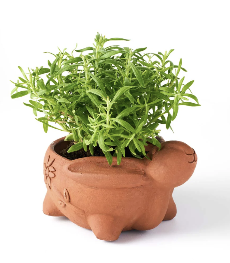 Rakshana Plant Pals - 8 Styles