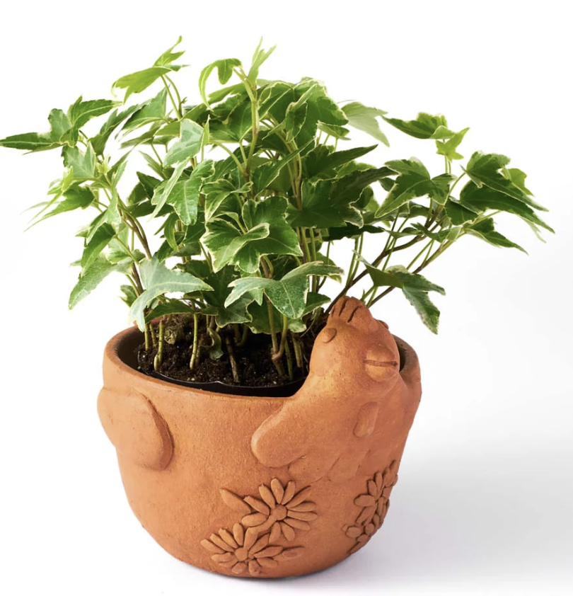 Rakshana Plant Pals - 8 Styles