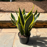 4" Sansevieria Black Gold