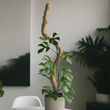Mossify Moss Poles - 2 Styles/3 Sizes