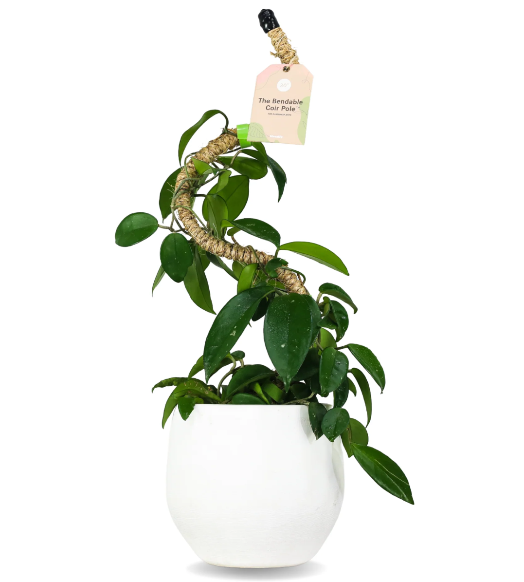Mossify Moss Poles - 2 Styles/3 Sizes