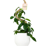 Mossify Moss Poles - 2 Styles/3 Sizes