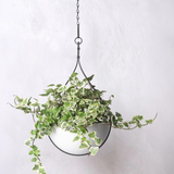 Waterdrop Shaped Hanging Planter