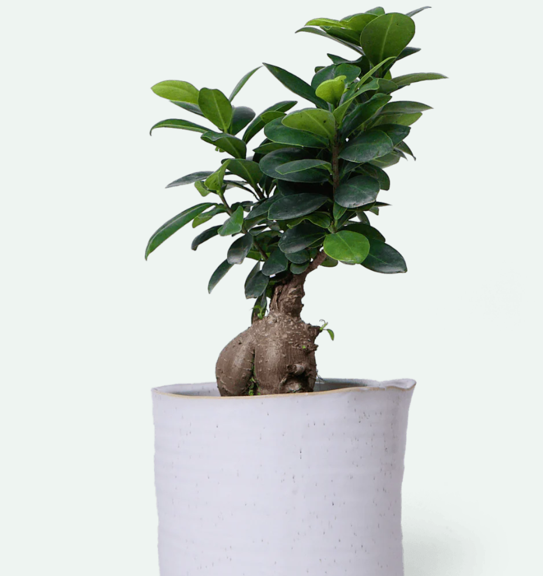 Channa Japanese Planter - 2 Colors