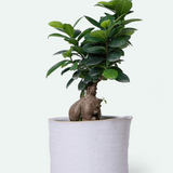 Channa Japanese Planter - 2 Colors