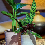 Channa Japanese Planter - 2 Colors