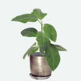 Joe Metal Pots and Planters - 4 Colors