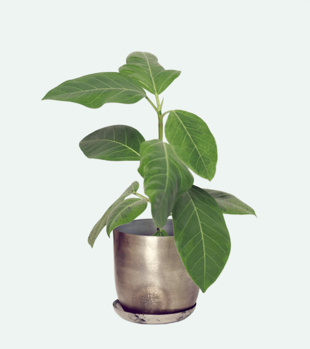 Joe Metal Pots and Planters - 4 Colors