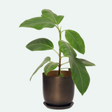 Joe Metal Pots and Planters - 4 Colors
