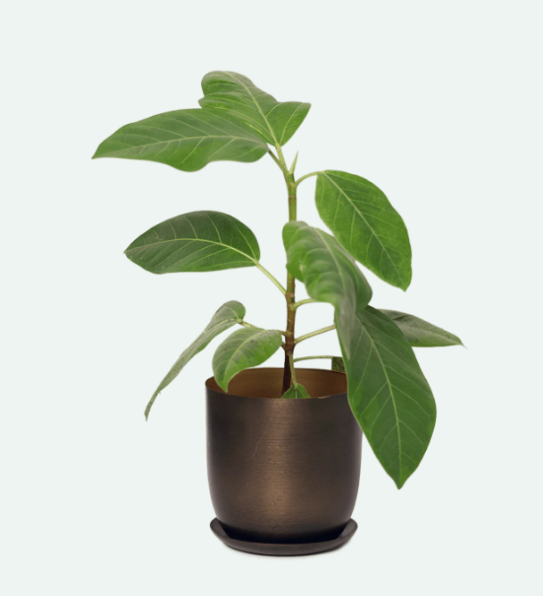 Joe Metal Pots and Planters - 4 Colors