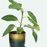 Joe Metal Pots and Planters - 4 Colors