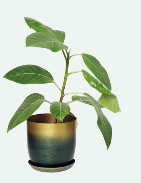 Joe Metal Pots and Planters - 4 Colors