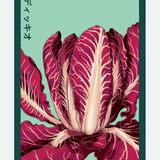 Fruit & Vegetable Seed Packets - 27 Varieties