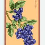 Fruit & Vegetable Seed Packets - 27 Varieties