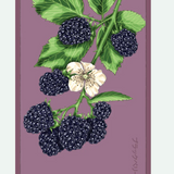 Fruit & Vegetable Seed Packets - 27 Varieties