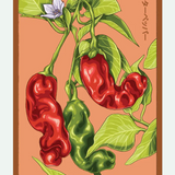Fruit & Vegetable Seed Packets - 27 Varieties