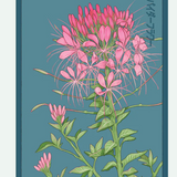 Flower & Indoor Plant Seed Packets - 29 Varieties