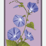 Flower & Indoor Plant Seed Packets - 29 Varieties