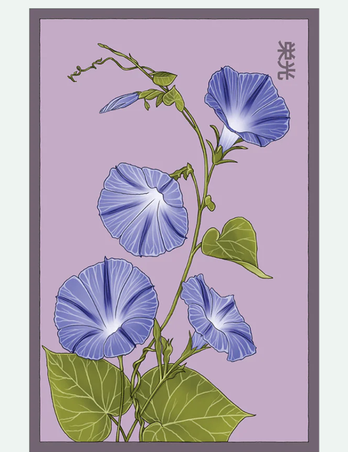 Flower & Indoor Plant Seed Packets - 29 Varieties