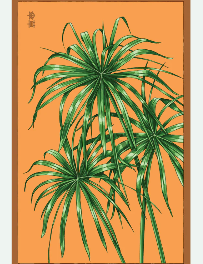 Flower & Indoor Plant Seed Packets - 29 Varieties