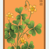 Flower & Indoor Plant Seed Packets - 29 Varieties
