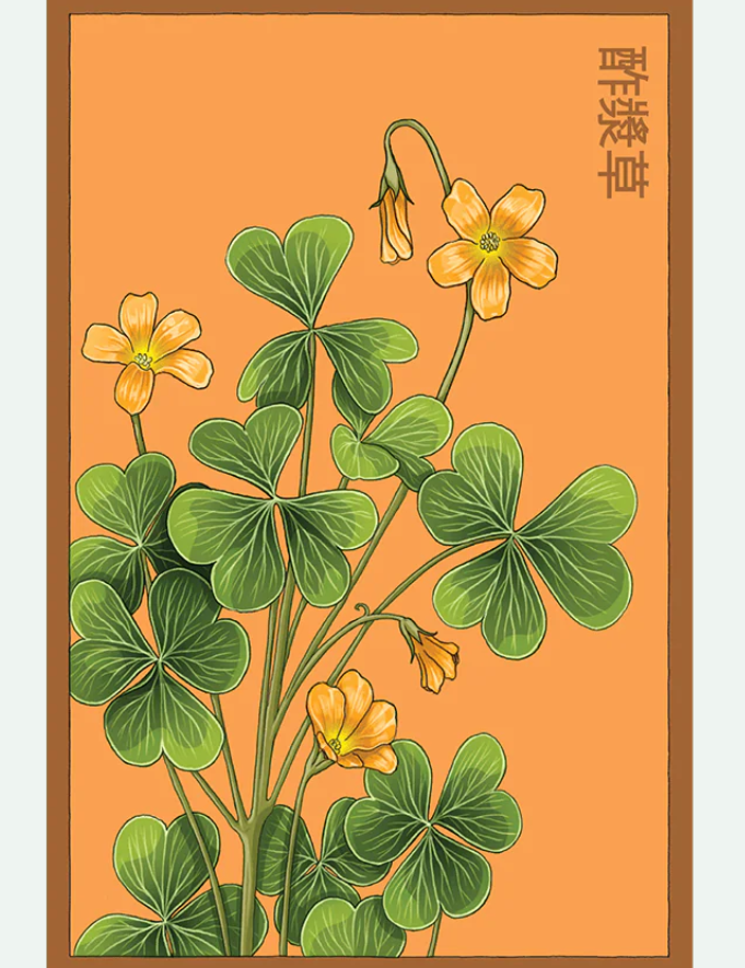 Flower & Indoor Plant Seed Packets - 29 Varieties
