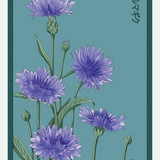 Flower & Indoor Plant Seed Packets - 29 Varieties