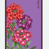 Flower & Indoor Plant Seed Packets - 29 Varieties