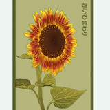 Flower & Indoor Plant Seed Packets - 29 Varieties