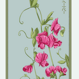 Flower & Indoor Plant Seed Packets - 29 Varieties