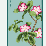 Flower & Indoor Plant Seed Packets - 29 Varieties